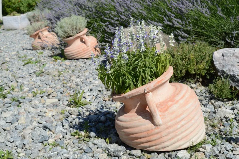 Jardin méditerranéen entretenu par Robin Leroy paysagiste à Murviel-lès-Béziers
